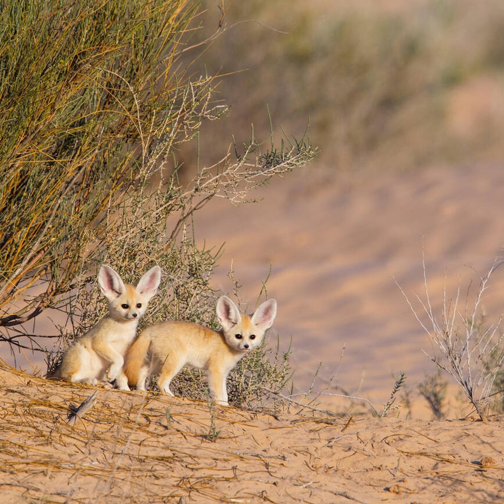 The Enchanting Sprite of the Sahara Desert – The Fennec Fox