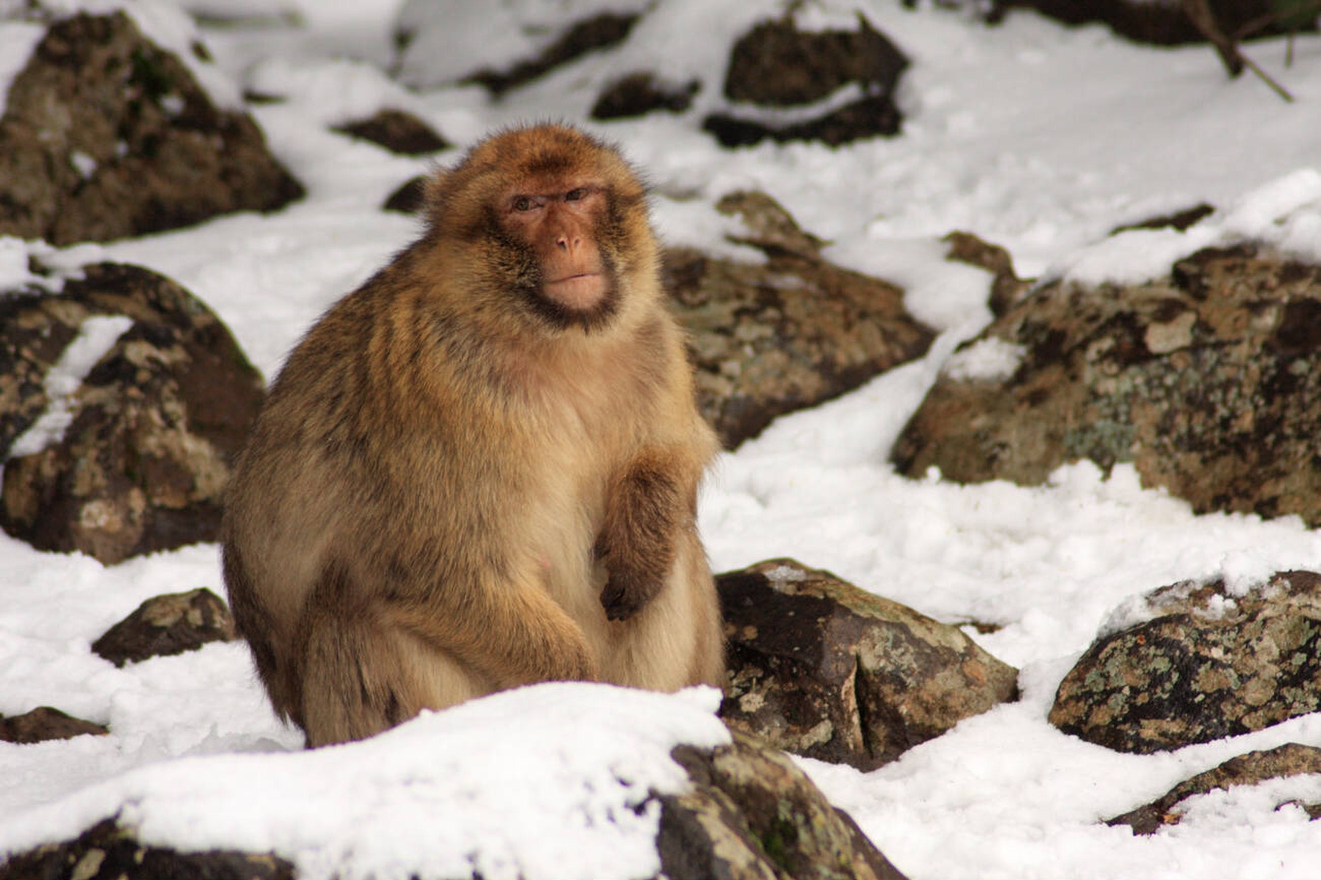 Ifrane National Park