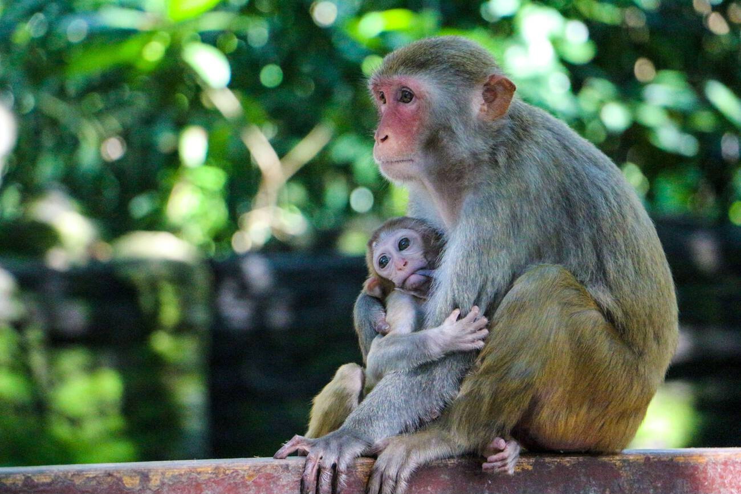 三亚猴岛公园+亚特兰蒂斯水族馆一日游