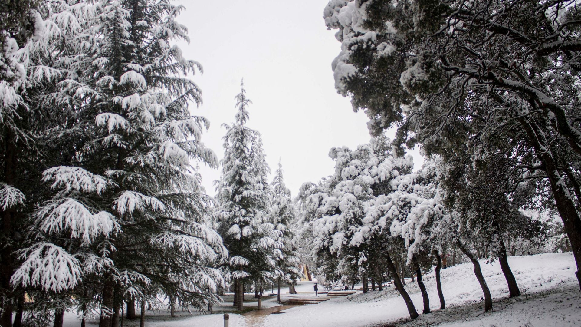 Cèdre Gouraud Forest